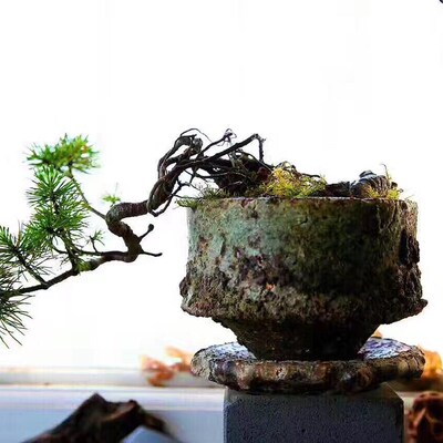 粗陶透气宋代小匣钵托盘多肉花盆菖蒲比较完整 缺口小 不带底托
