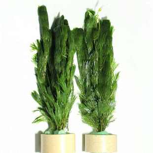 草水草绿净化四季水质沉底p 养养植物鱼缸植鱼水无土活淡水水草