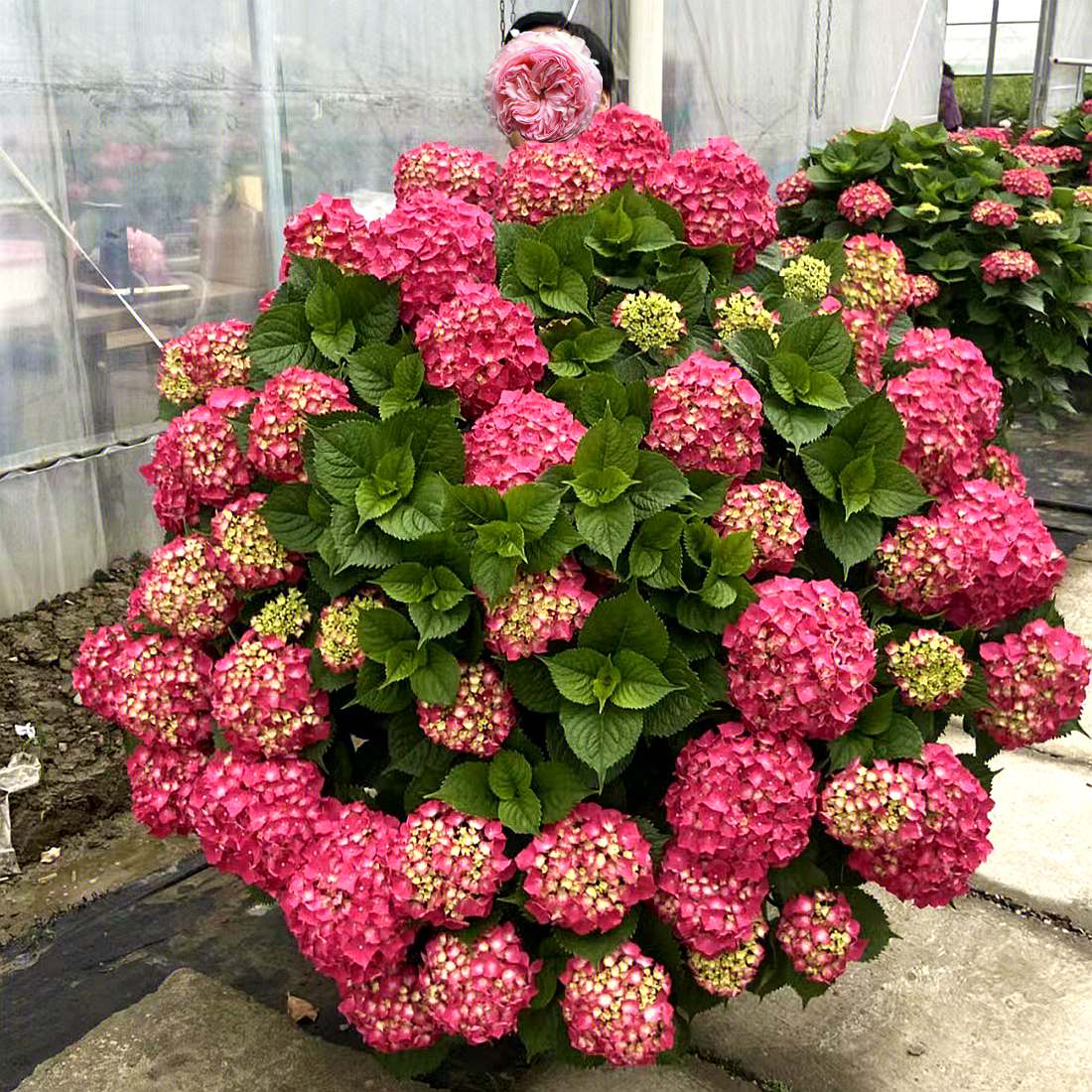 保真速发高档绣球花苗盆栽C庭院别墅无尽夏花园植物多年生浓香花