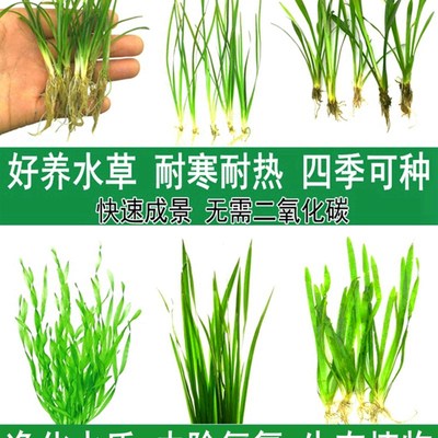 大小水兰迷你细叶纽兰前景苦草水草鱼池养L鱼缸草绿植造景植物套