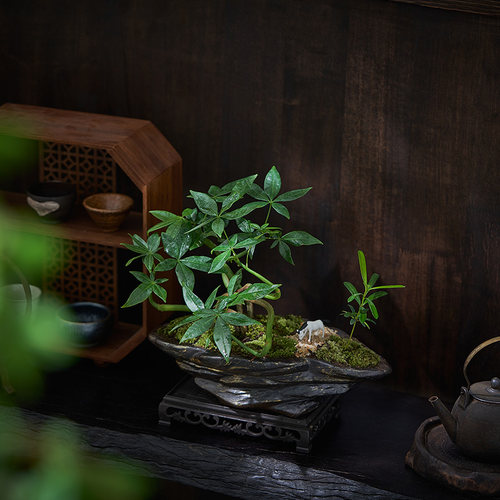 五福发财树造型盆l景桌面室内办公室茶几四季好养新中式微景观绿