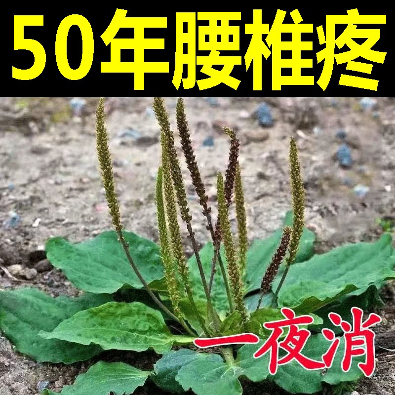 工厂销腰椎贴f治腰痛坐骨神经疼贴膏神器妇女腰疼克星腿疼屁股疼P