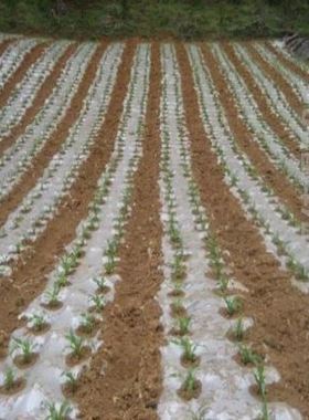 新无滴大棚塑料膜地膜n 农用 白膜地垫果树防R渗葡萄薄膜白色黑品