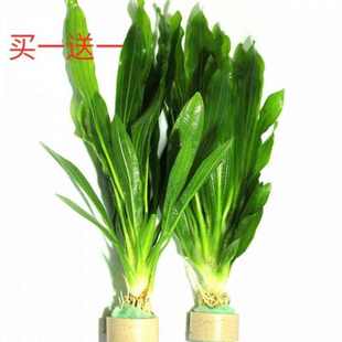 草水草绿净化四季水质沉底p 养养植物鱼缸植鱼水无土活淡水水草