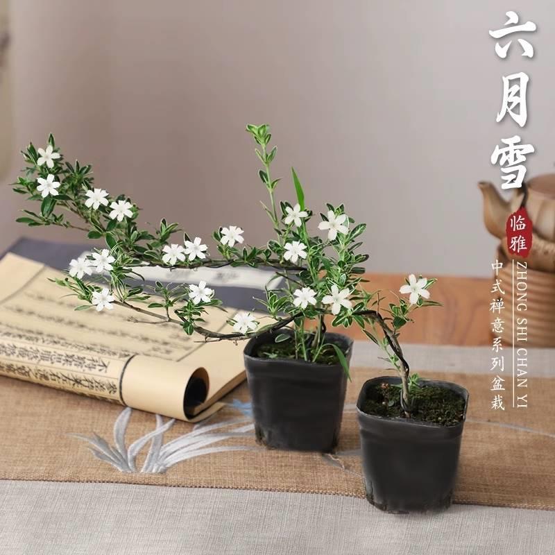 六月雪盆景悬崖式老桩办公室绿植桌面好养小盆栽植物室内摆件禅意