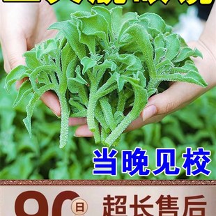 现货速发 眼膜抗疲劳缓解眼乾眼涩疲劳学生青少 10倍渗透冶视力