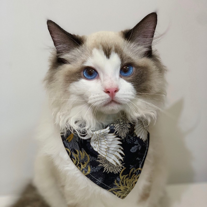 定制宠物猫咪口水巾狗狗三角巾围脖围兜