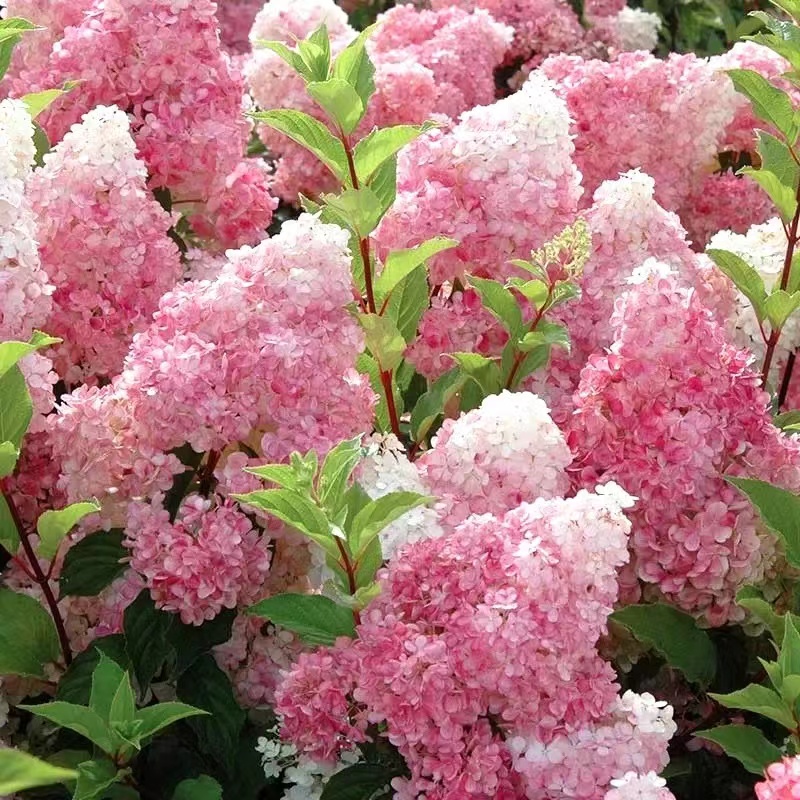 圆锥大花绣球庭院阳台花卉盆栽香草草莓石灰灯贝拉安娜耐热耐晒