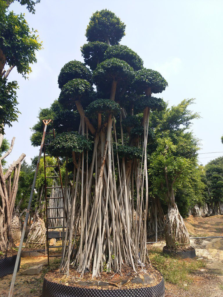 大型小叶榕树s造型榕树盆景盆栽 绿植室外庭院阳台观茎植物榕树桩