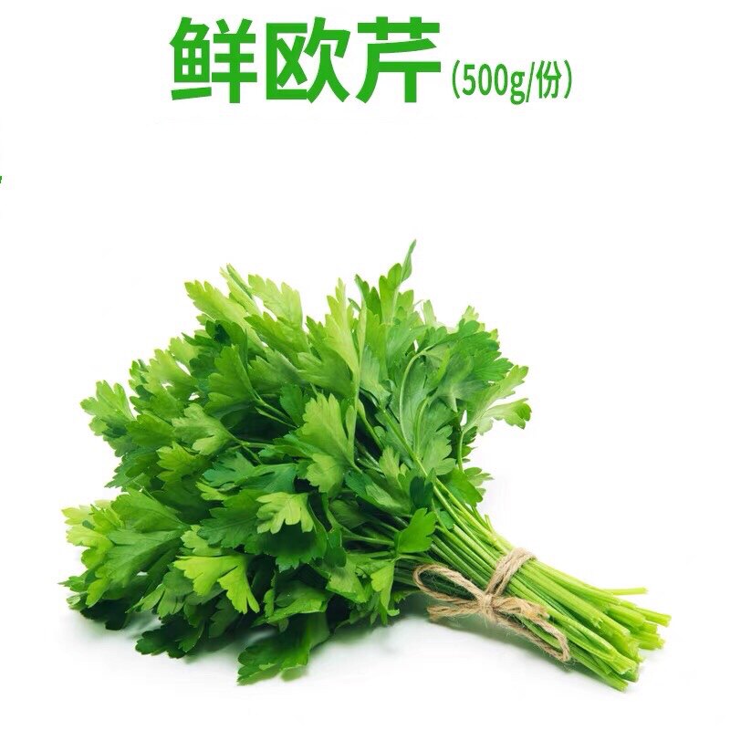 新鲜蔬菜 意大利香芹 欧芹 香料菜 细小叶芹 番茜 点缀摆盘菜500g
