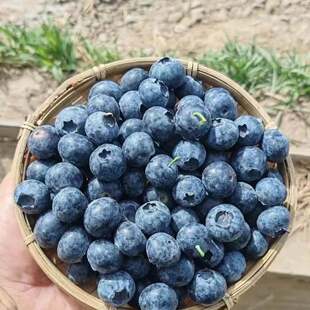 顺丰空运 正宗L25花香蓝莓脆甜爆汁现摘现发 云南花香蓝莓