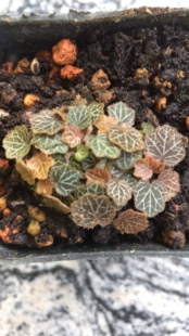 迷你姬虎耳草药用及观赏七变化盆栽御锁车虎儿草苗