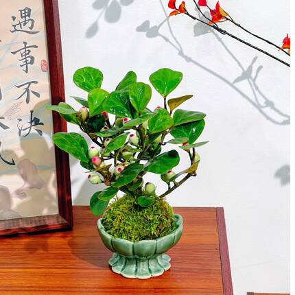 小盼菩提树苔藓球带果子室内可水培 禅意桌面盆栽绿植物