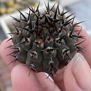 漳州嘟嘟仙人球【黑刺凤头】批量发售批发大从优 黑刺