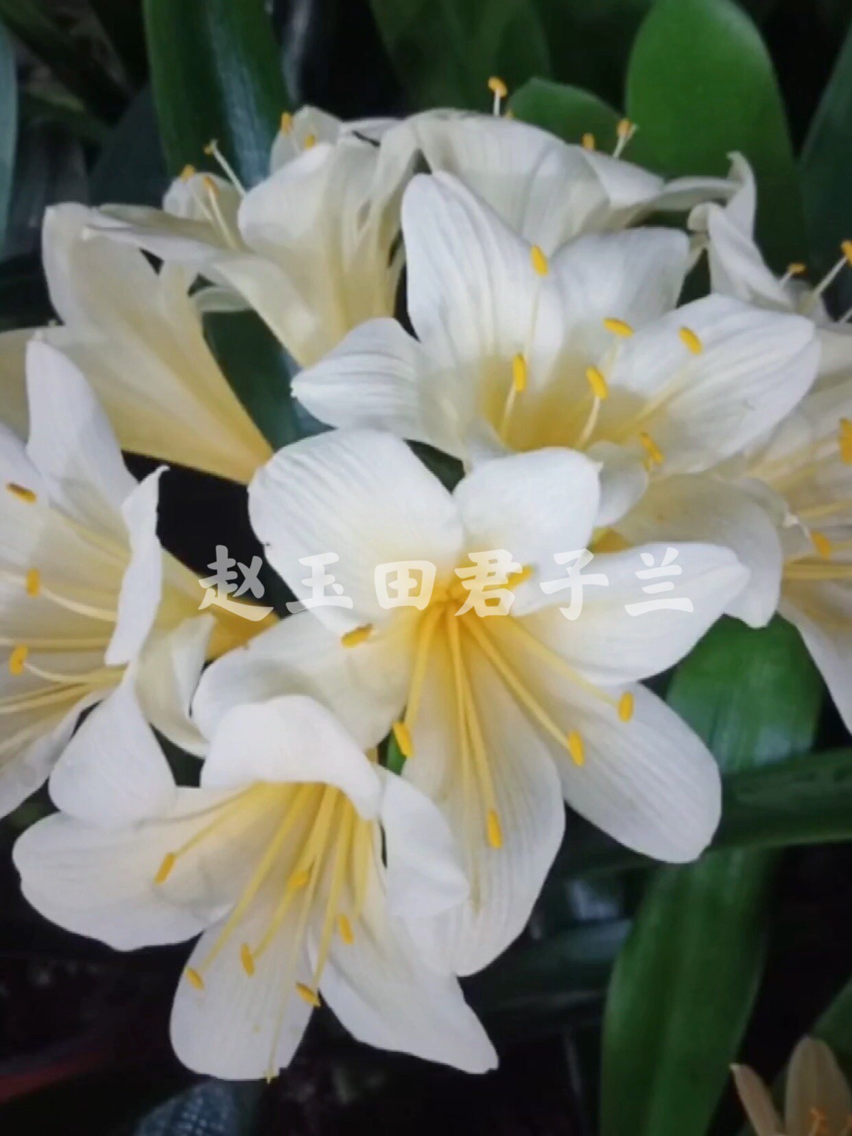 南非原生君子兰细叶黄白花大花瓣转运兰花卉绿植带花苞包对版包邮