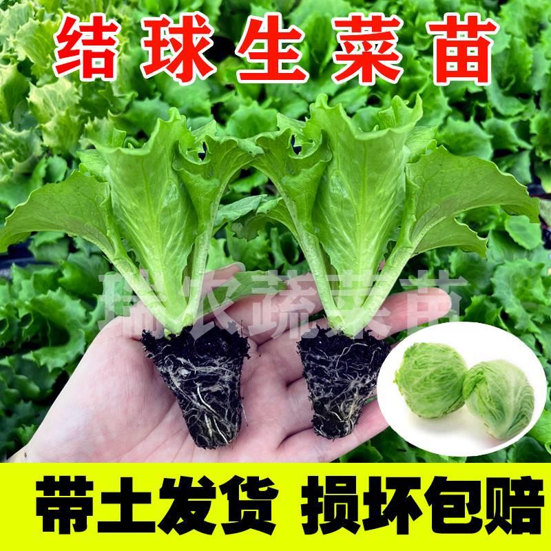 结球生菜苗秧苗带土带根意大利大速玻璃油麦菜苗四季阳台球型生菜 鲜花速递/花卉仿真/绿植园艺 红掌/凤梨/温室花卉 原图主图