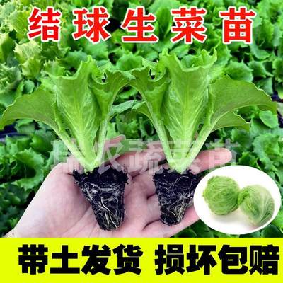 结球生菜苗秧苗带土带根意大利大速玻璃油麦菜苗四季阳台球型生菜