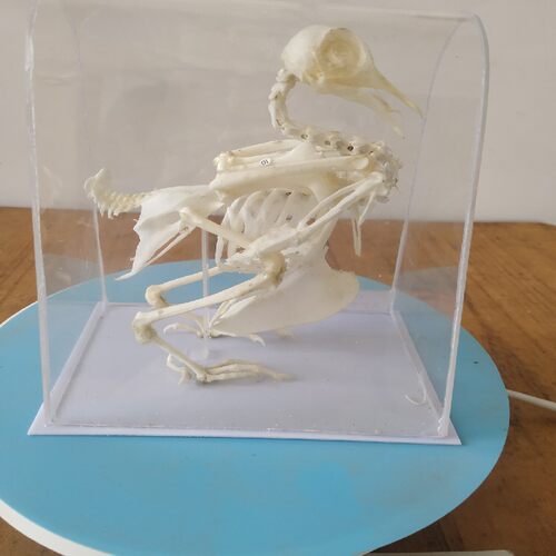 鸽子骨架实验对外加工生物标本