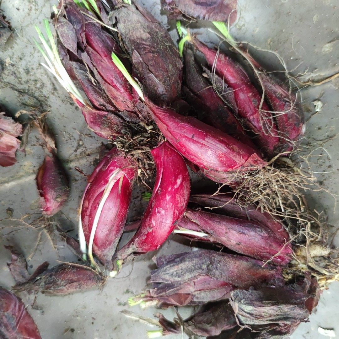 新鲜山草药 红葱 红葱头 小红葱 怕波亮 珠葱 500克
