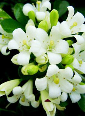 盆栽开花九里香花苗七里香苗浓香怡人驱蚊室内阳台外庭院植物