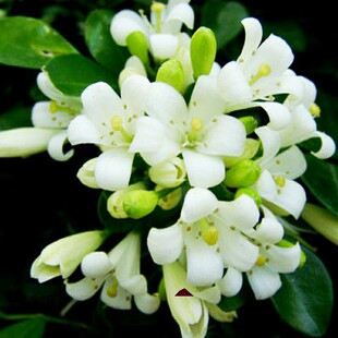 盆栽开花九里香花苗七里香苗浓香怡人驱蚊室内阳台外庭院植物
