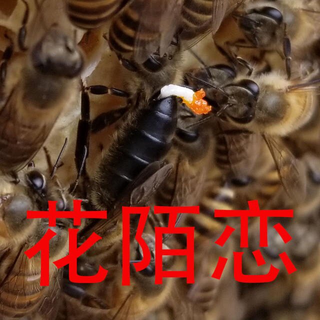 云南土蜂王中蜂高原王养蜂巢础