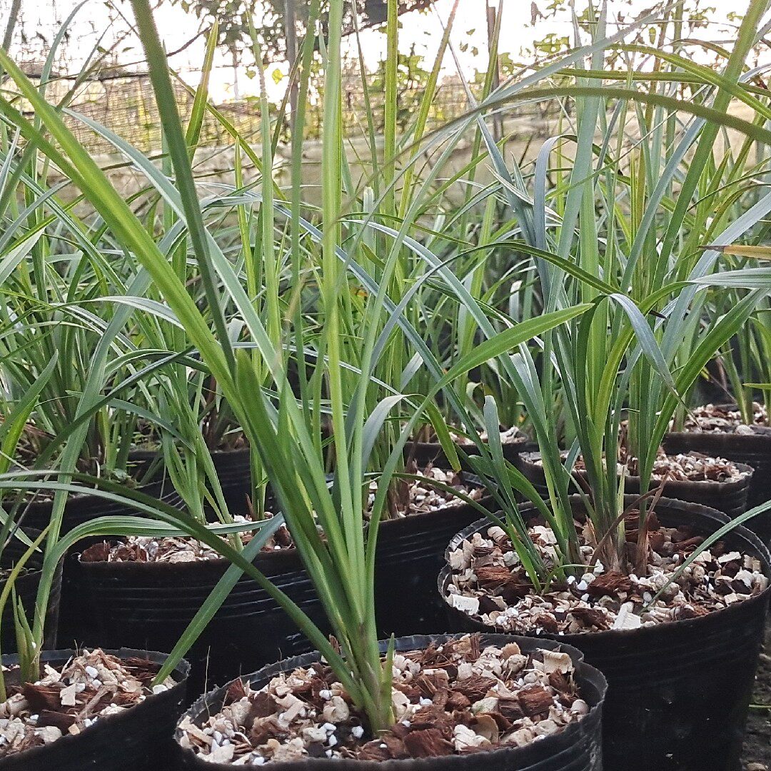 四川春剑兰草  自然养植兰花 带花苞出售 根好苗壮 绿植花卉兰草