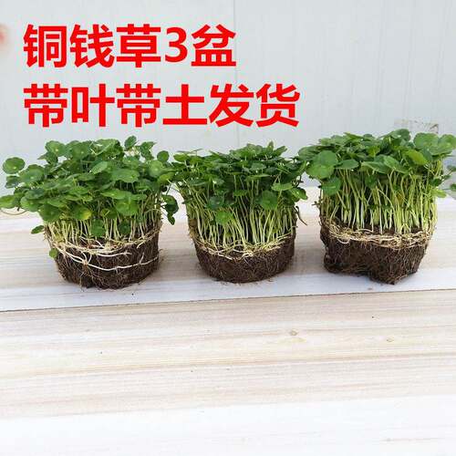 【四季常青带叶子铜钱草室内盆栽花卉绿植绿萝吊兰金钱草水培植物