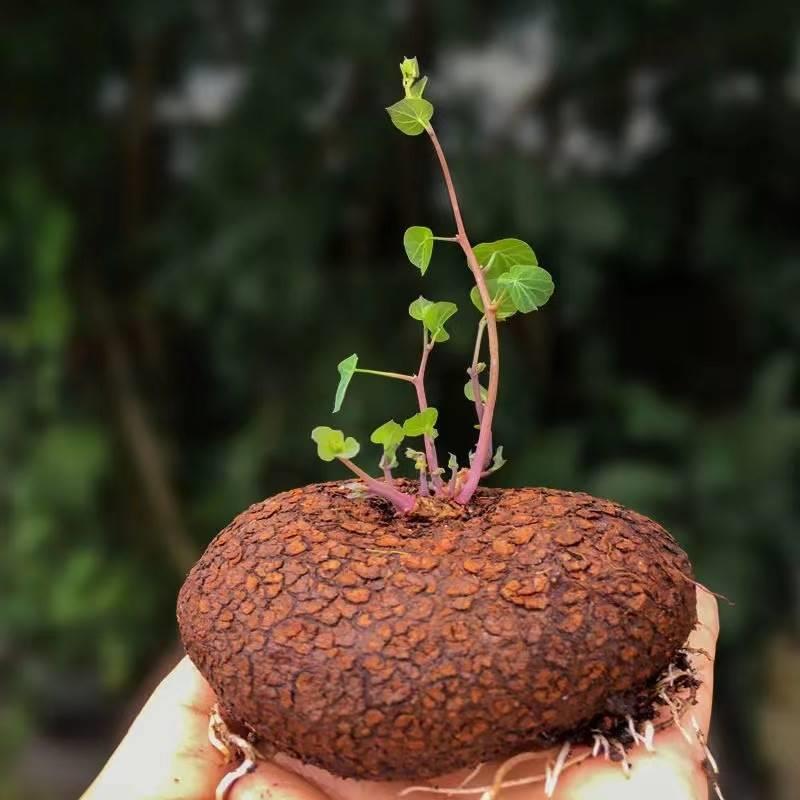 山乌龟爬藤植物盆栽室内红藤圆叶金不换阳台花园多肉块根花卉水培