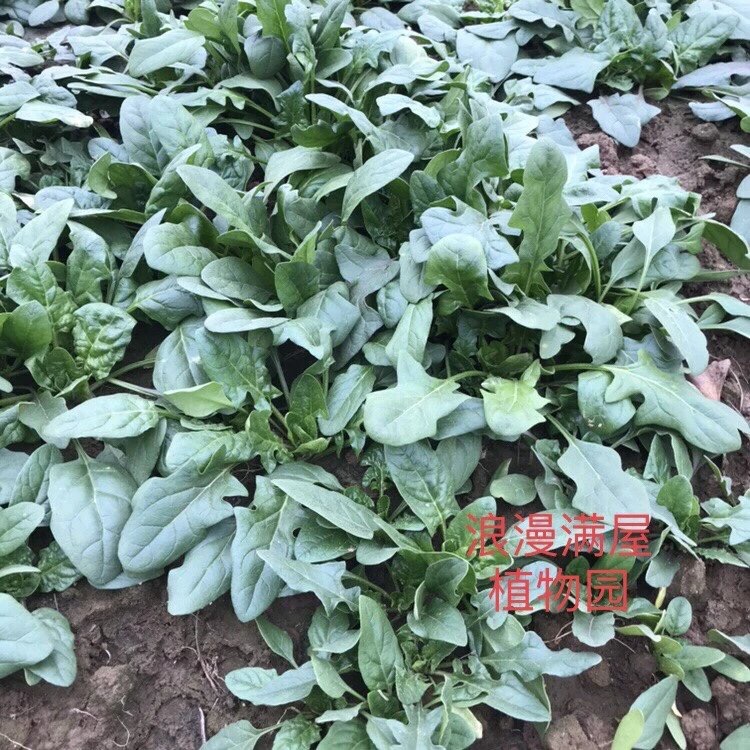 农家传统小叶菠菜种子土可留种