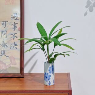 水培棕竹室内好养易活茶桌书桌办公桌桌面绿植盆栽