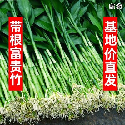 带根富贵竹水培转运竹荷花观音竹龙竹办公室内客厅植物花卉吸甲醛