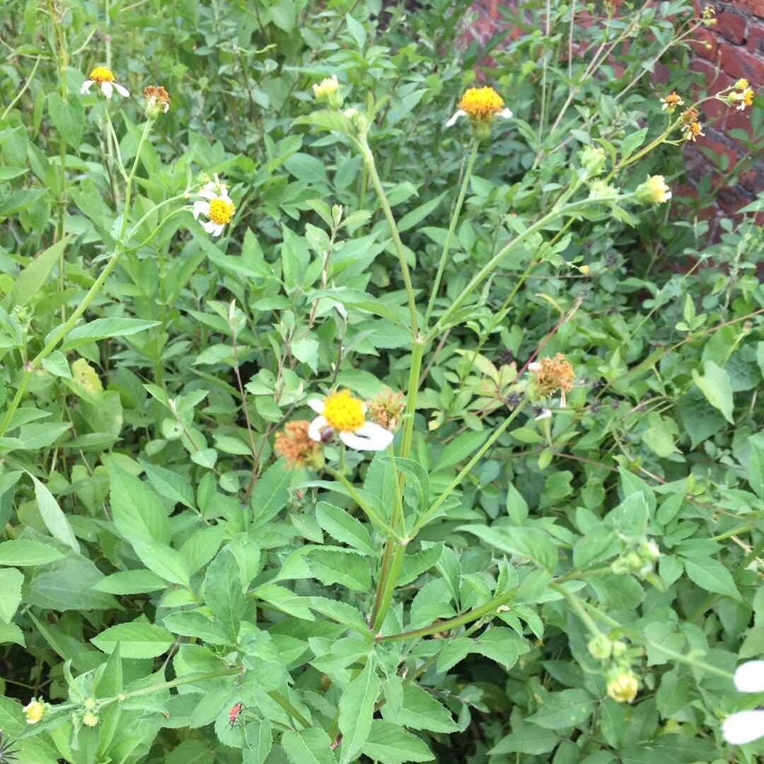 三叶针草500g包邮豆渣草泡茶清热养身农家中草药下单现采新鲜发货