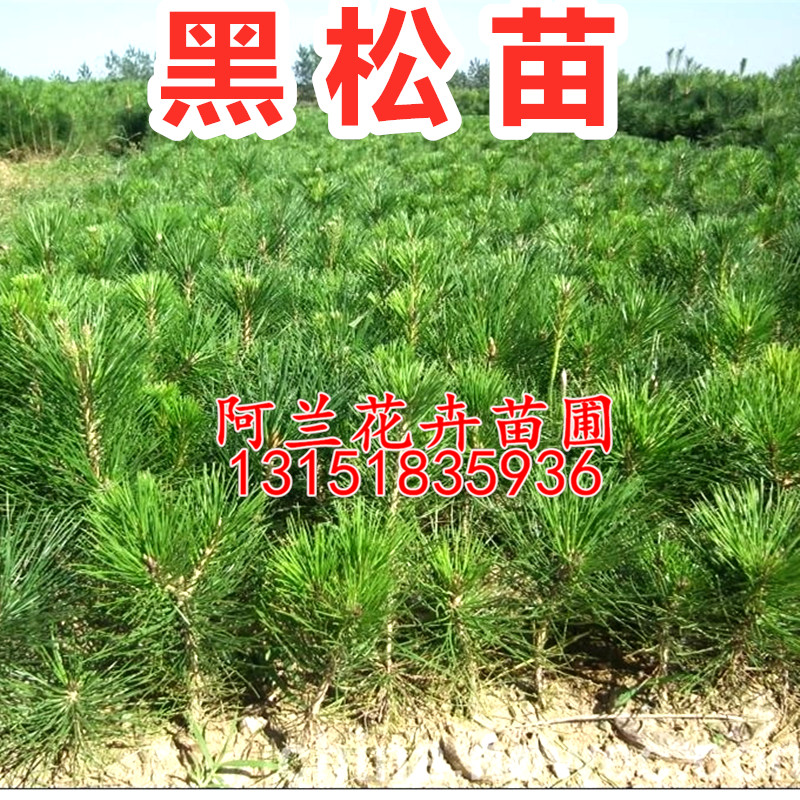 黑松树苗黑松苗日本黑松小苗庭院绿植盆栽盆景造型素材苗圃直销 鲜花速递/花卉仿真/绿植园艺 绿植 原图主图