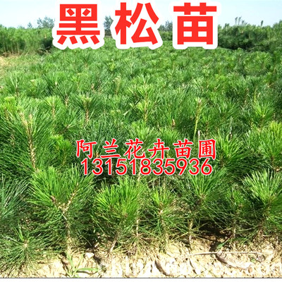 黑松树苗黑松苗日本黑松小苗庭院绿植盆栽盆景造型素材苗圃直销