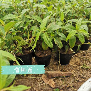 广西香菜鱼生草香柳苗香蓼辣蓼越南香料云南香料叻沙叶横县鱼生料