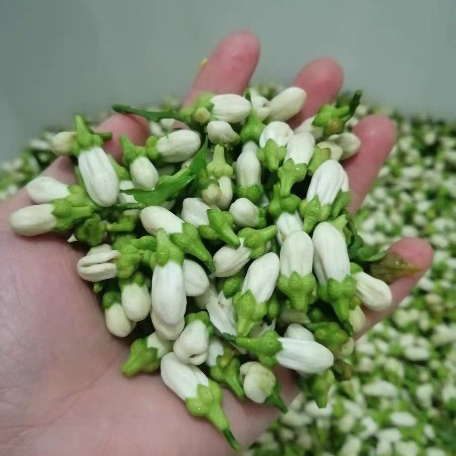 基地现摘现发4斤包邮-2023年苦橙花鲜花花苞玳玳花橙花纯露精油