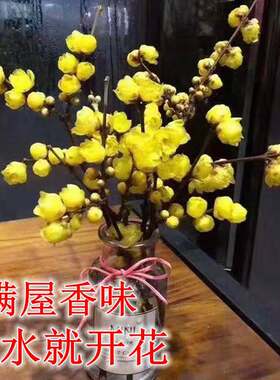 腊梅鲜花干枝插水开花浓香型水培植物鲜切花枝条真花室内客厅摆件