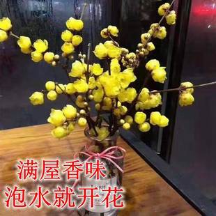 腊梅鲜花干枝插水开花浓香型水培植物鲜切花枝条真花室内客厅摆件