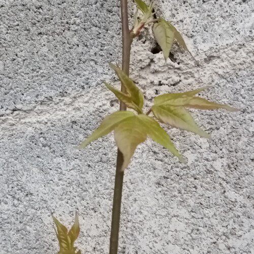 枫香树盆栽绿植室内盆栽观叶植物客厅窗台花卉庭院趣味盆景包邮