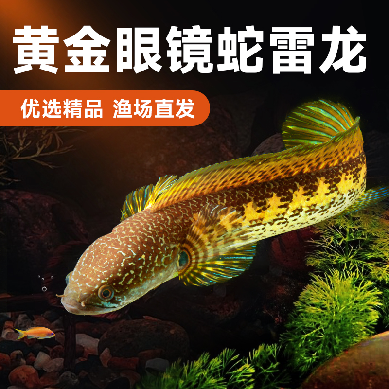 黄金眼镜蛇雷龙鱼大型凶猛观赏鱼好养耐活热带鱼橙斑雷龙淡水鱼苗