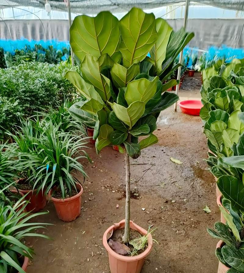 琴叶榕盆栽客厅室内大型绿色植物橡皮树大叶四季好养耐阴小棒棒糖