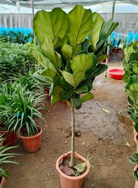 琴叶榕盆栽客厅室内大型绿色植物橡皮树大叶四季好养耐阴小棒棒糖