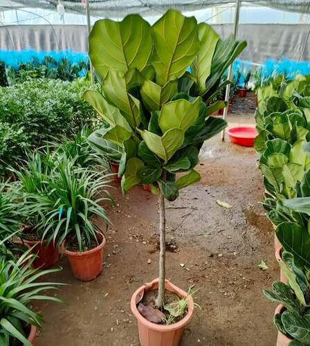 琴叶榕盆栽客厅室内大型绿色植物橡皮树大叶四季好养耐阴小棒棒糖