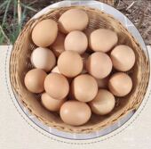 孟良崮高山纯粮散养土鸡蛋五十枚粉壳顺丰 包邮