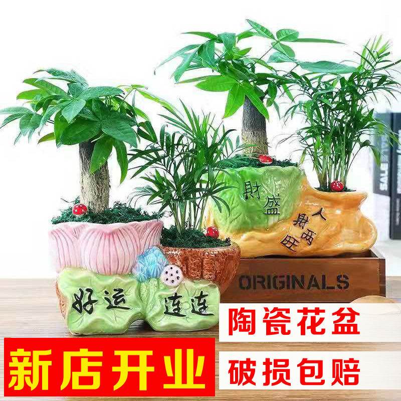 办公室桌面小盆栽花卉