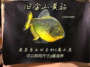 S属 旧金山黄钻水虎鱼 淡水热带猛鱼