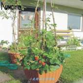 100pcs Plant Strawberry Fruit Seed Climbing .Red