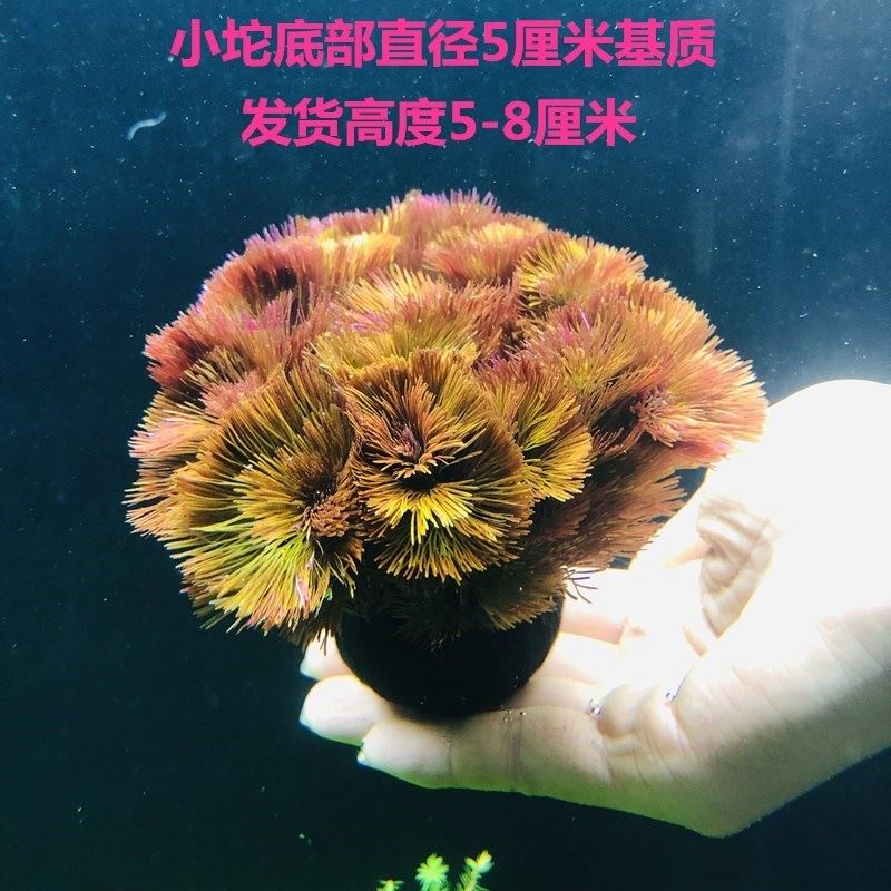 鱼缸淡水造景后景红菊水下叶坨草好养易活无需二氧化碳的红色水草 宠物/宠物食品及用品 桌面缸 原图主图