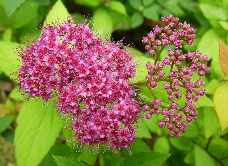金焰绣线菊盆栽花卉耐寒耐热观花观叶植物粉色花卉地栽植物粉色